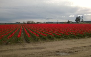 Skagit Valley tulip